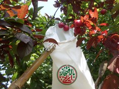 تصویر میوه چین میلگردی قوی + انتخاب دسته 2 - 6 متری - بدون دسته 