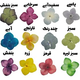 تصویر گل خشک هورتانسیا پرسی 