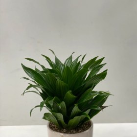 تصویر گلدان کامپک 