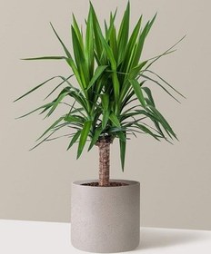 تصویر گیاه یوکا(yucca) 