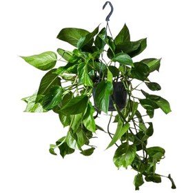 تصویر پوتوس طلایی 