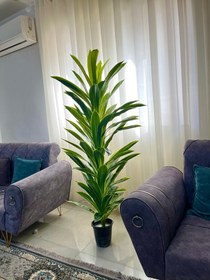 تصویر درخت دراسینا بلالی 