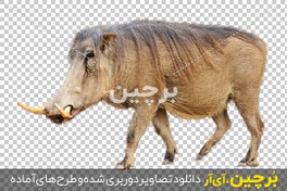تصویر عکس بدون بکگراند گراز وحشی آفریقایی 