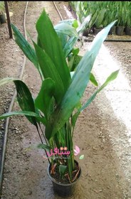 تصویر گیاه، گل برگ عبایی سبزPlant, flower, green abaya leaf 