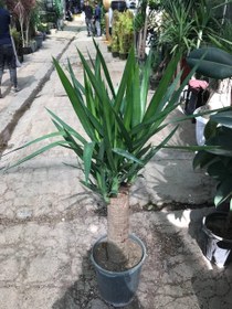 تصویر یوکا تنه دار 