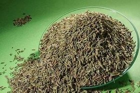 تصویر رازیانه 