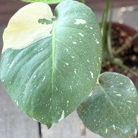 تصویر مانسترا تای کانسلیشن Monstera thai constellation