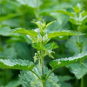 تصویر بذر گزنه 1 گرمی 