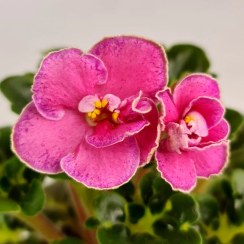 تصویر بنفشه آفریقایی واریته Ma's Melody Girl 