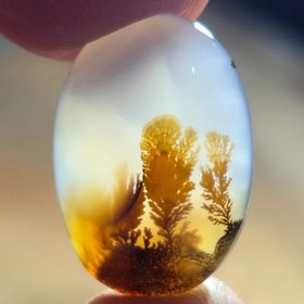 تصویر شجر قائن منظره زیبا 