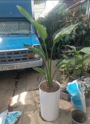 تصویر نخل نیکولای به همراه گلدان پلیمری بلند 