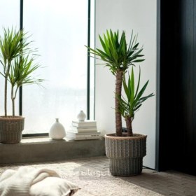 تصویر گیاه گلدانی ایکیا مدل IKEA YUCCA ELEPHANTIPES 