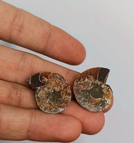 تصویر فسیل آمونیت طبیعی 