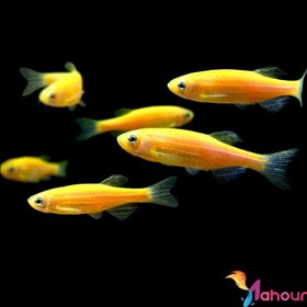 تصویر ماهی زبرا دانیو 