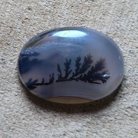 تصویر شجر قائنات 