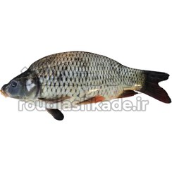 تصویر ماهی کپور 