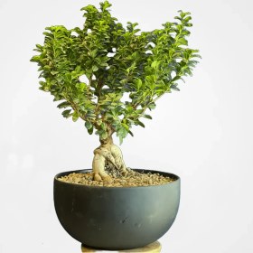 تصویر بنسای پیوندی 