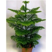 تصویر بذر کاج مطبق هتروفیلا 