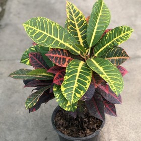 تصویر کروتن 