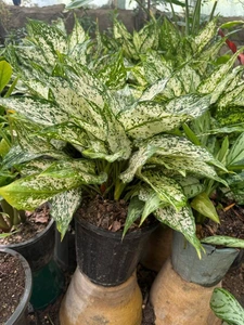 تصویر فروشگاه لیندا آنلاین