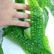 تصویر گیاه آبزی آکواریوم پلنت کریپتون چروک یا Cryptocoryne aponogetifolia 