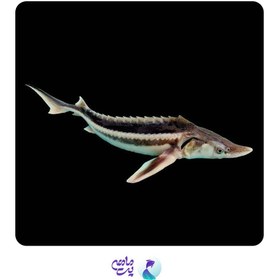 تصویر ماهی استروژن سایز ۱۳ تا ۱۵ سانت 