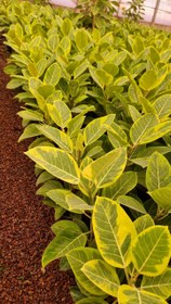 تصویر فیکوس التیسیما ابلق 