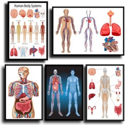 تصویر تابلو پزشکی آناتومی بدن - 30x40 سانتی متر 