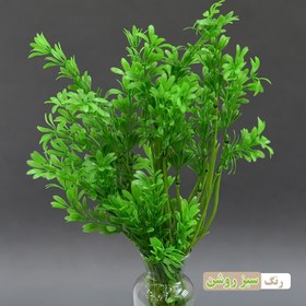 تصویر گیاه تزیینی آکواریوم مدل بوته شبدر بسته سه عددی 