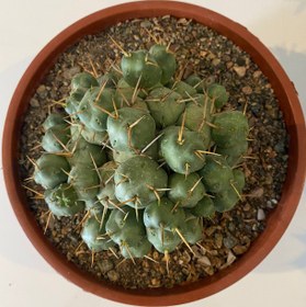 تصویر تفرو کاکتوس پنتلندی رزیانوس Tephrocactus - pentlandii - v. rossianus