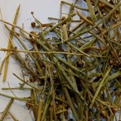 تصویر گیاه سیم اوتی (قشنگی _ عشوت) Scrophularia variegata