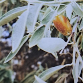 تصویر سنجد - ۵۰ / ۵۰ / ۱۰۰ Oleaster