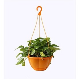 تصویر آویز گلدان پلاستیکی کوچک 