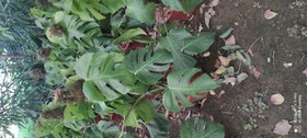 تصویر برگ انجیری سوپر کینگ چوبدار گلدان رنگی 