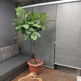 تصویر لیراتا 3 تنه بافت 