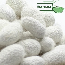 تصویر پیله کرم ابریشم 