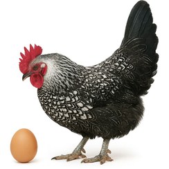 تصویر تخم نطفه دار مرغ براکل 