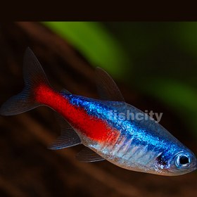 تصویر تترا نئون آبی 