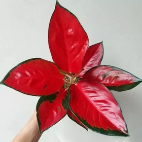 تصویر آگلونما رد ساکسوم جذابه لعنتی Aglaonema red suksom هزینه ارسال بصورت پس کرایه و بعهده مشتری می باشد 