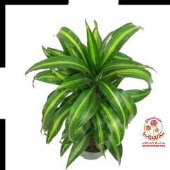 تصویر دراسینا پلموآ 