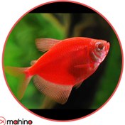 تصویر ماهی کالرویدو قرمز 