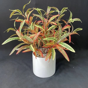 تصویر فروشگاه گلکده پالیز