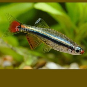 تصویر وایت کلود مانتین 