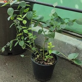 تصویر نهال بلوبری یکساله (ارقام متنوع) Blueberry plant
