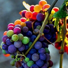 تصویر بذر حقیقی انگور رنگین کمان - Rainbow Grape 