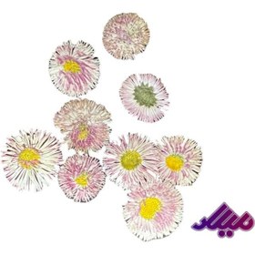 تصویر گل خشک دکمه ای صورتی G56 