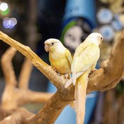 تصویر طوطی مونچیک 