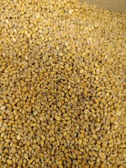 تصویر گندم تنقلاتی یک کیلویی 