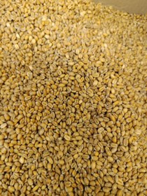 تصویر گندم تنقلاتی یک کیلویی 