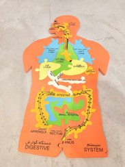 تصویر پازل اعضای بدن 